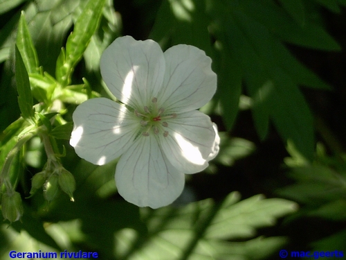 Geranium rivularis